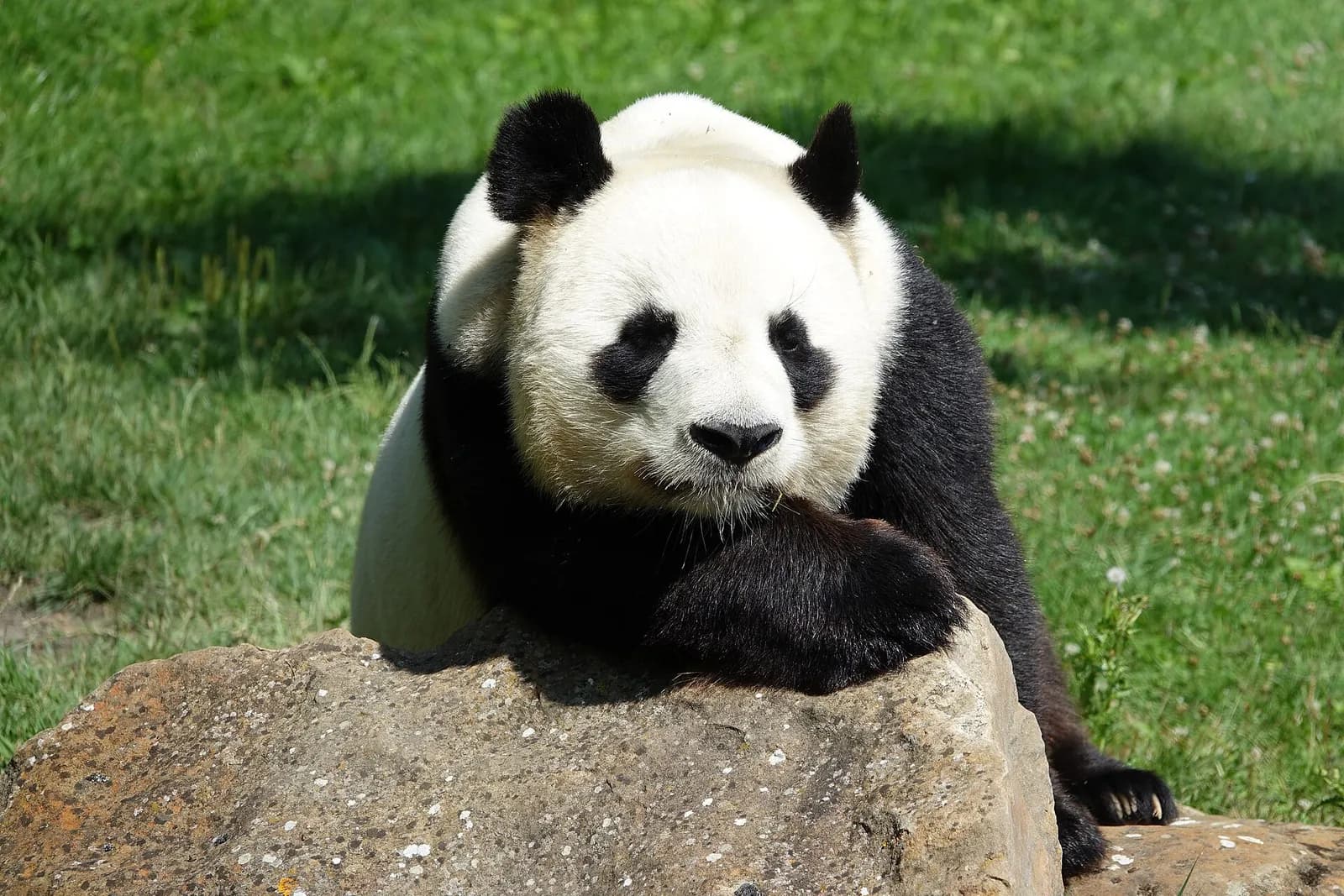Panda géant accoudé à un rocher sur une pelouse ensoleillée, regardant droit vers l'objectif